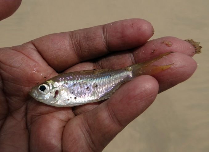 Forellenangeln mit Köderfisch