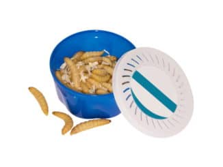 bienenmaden_forellenangeln_maden_koeder