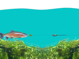 forellenangeln_spirolino_spinnfischen